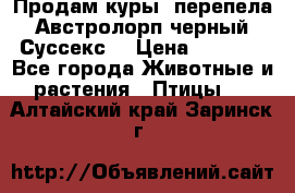 Продам куры, перепела. Австролорп черный. Суссекс. › Цена ­ 1 500 - Все города Животные и растения » Птицы   . Алтайский край,Заринск г.